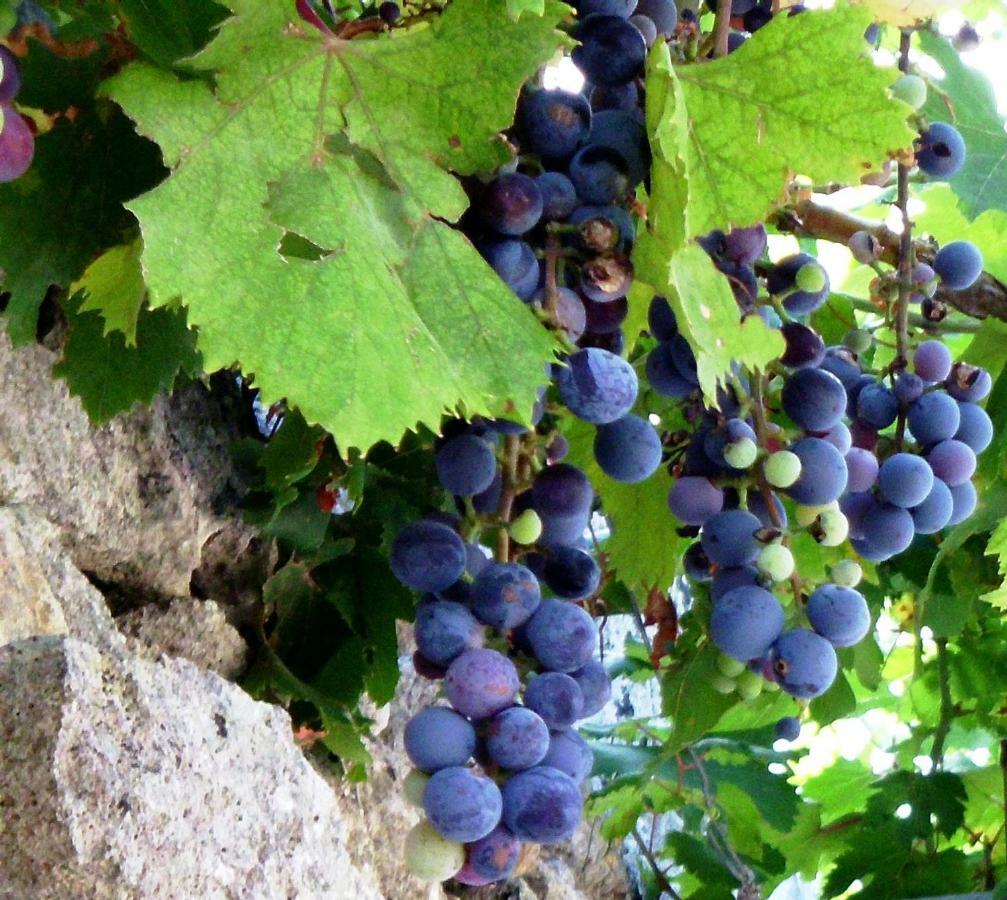 Palacca, Trullo Salentino Андрано Екстериор снимка